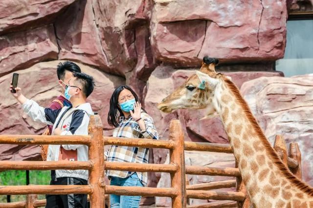 动物主题民宿已恢复开放，来济南野生动物世界开启春日之旅